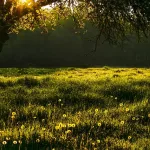 Cassinetta di Lugagnano - Giornate dell'ambiente