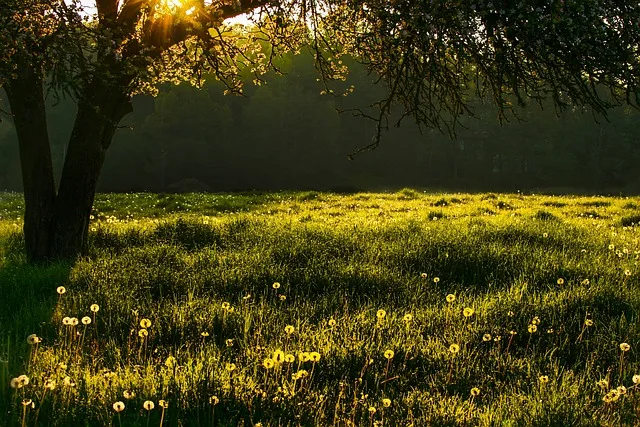 Cassinetta di Lugagnano - Giornate dell'ambiente